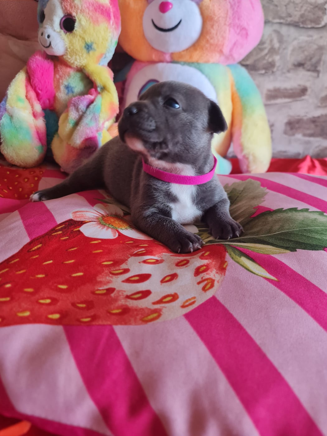 Staffordshire Bull Terrier - du domaine de la fleur royale