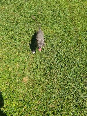 Les chiots de Staffordshire Bull Terrier