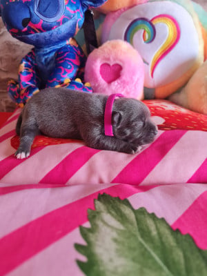 Les chiots de Staffordshire Bull Terrier