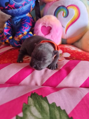 Les chiots de Staffordshire Bull Terrier