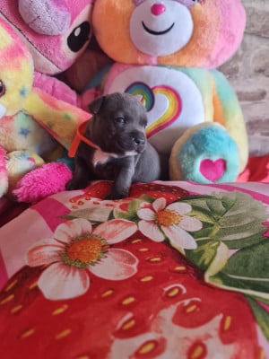 Les chiots de Staffordshire Bull Terrier
