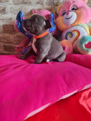 Les chiots de Staffordshire Bull Terrier