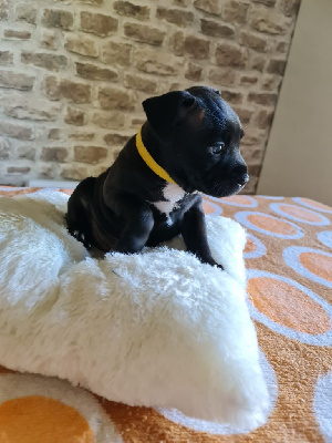 Les chiots de Staffordshire Bull Terrier
