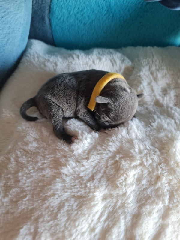 Staffordshire Bull Terrier - du domaine de la fleur royale