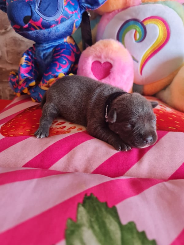 Staffordshire Bull Terrier - du domaine de la fleur royale