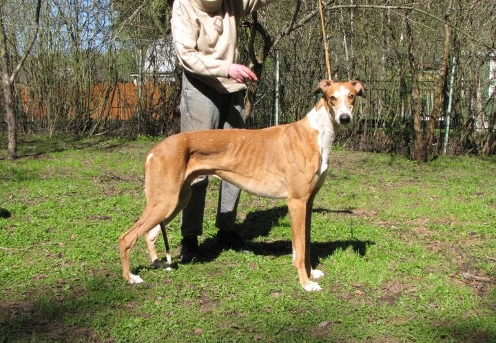 Publication : tatanka vitka