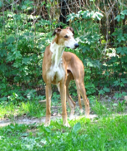 Publication : tatanka vitka