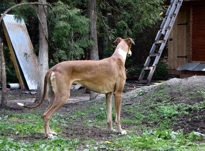 Publication : tatanka vitka