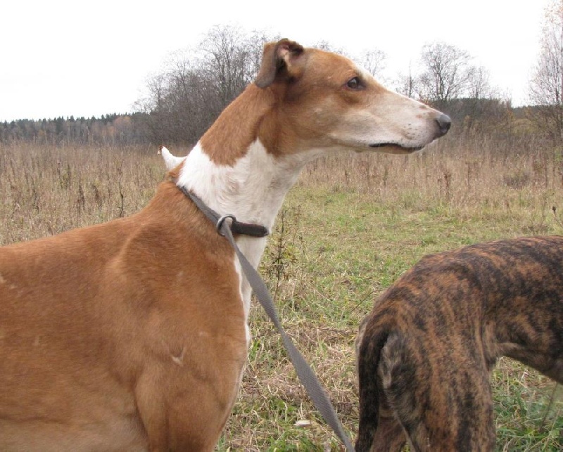 Publication : tatanka vitka