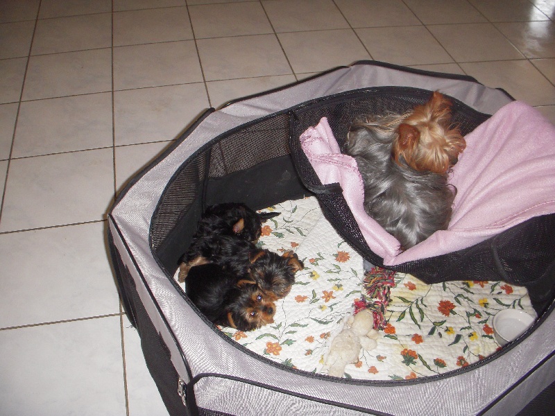 Publication : Des Terres De Maubray Auteur : Moi même