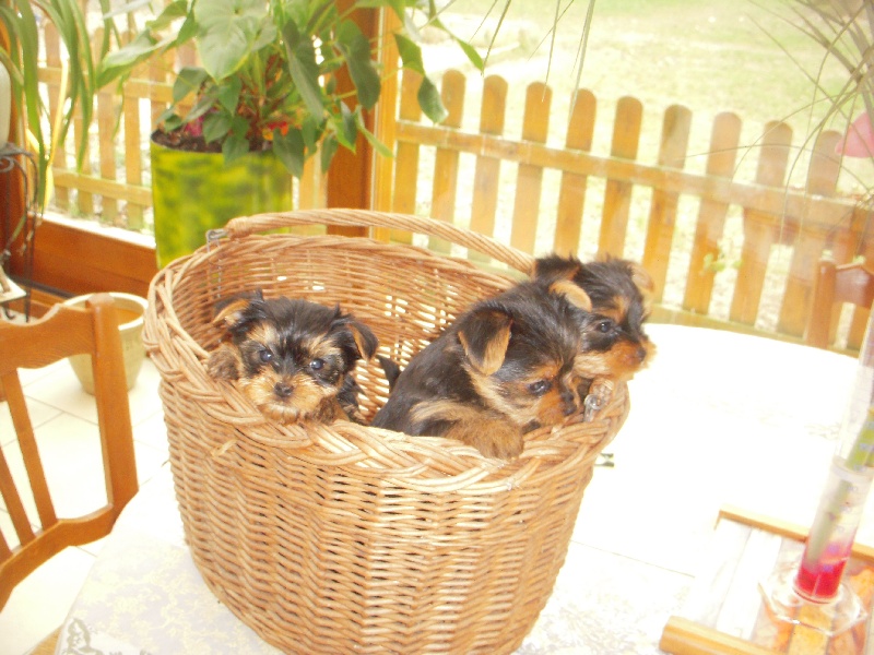 Publication : Des Terres De Maubray Auteur : Moi même