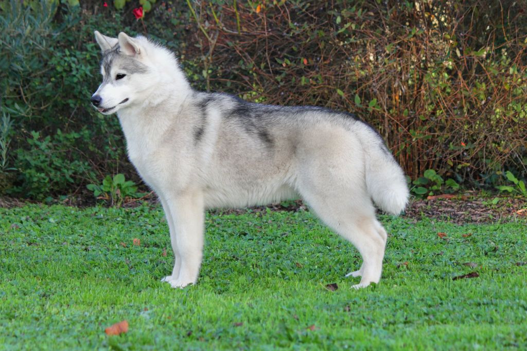 Australe Des Sarmentins