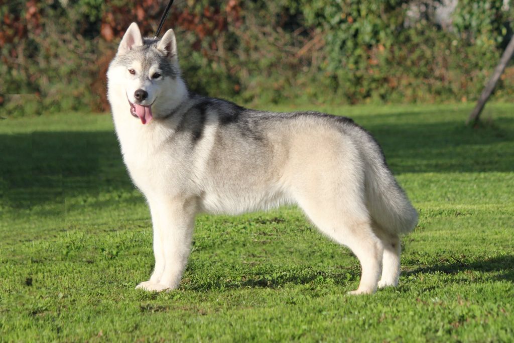 Australe Des Sarmentins