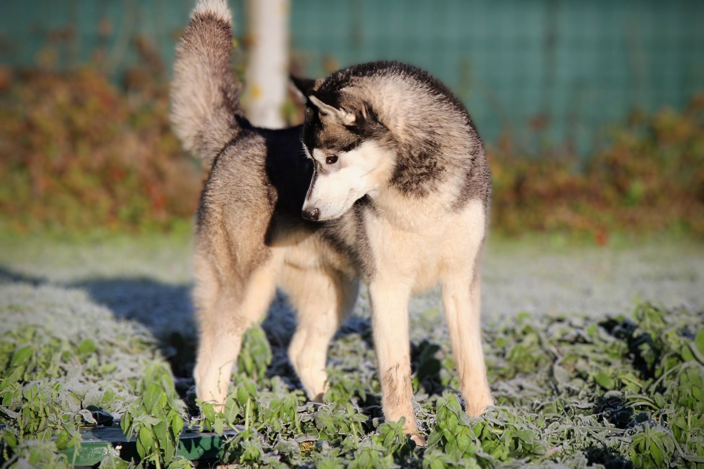 Publication : Des Sarmentins Auteur : SARMENTINS