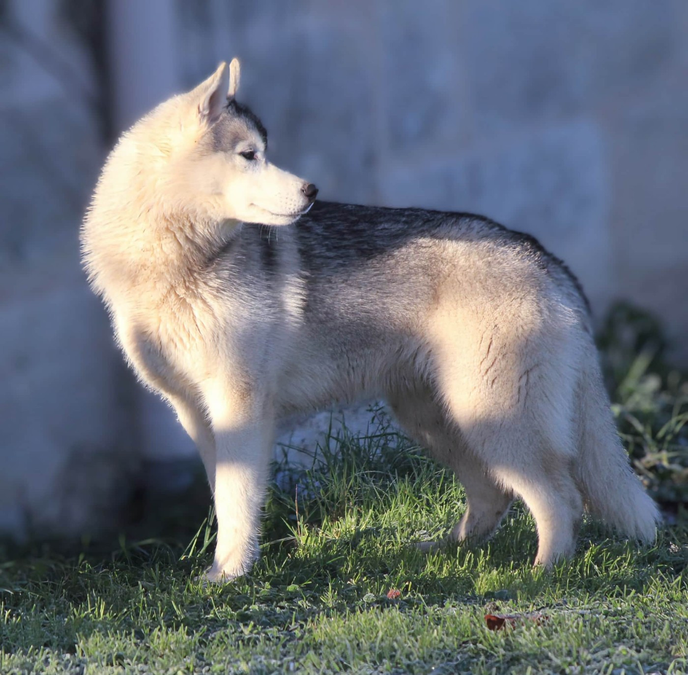 Australe Des Sarmentins