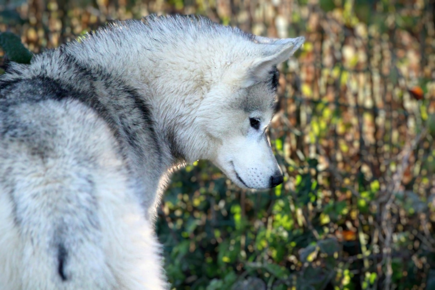 Australe Des Sarmentins
