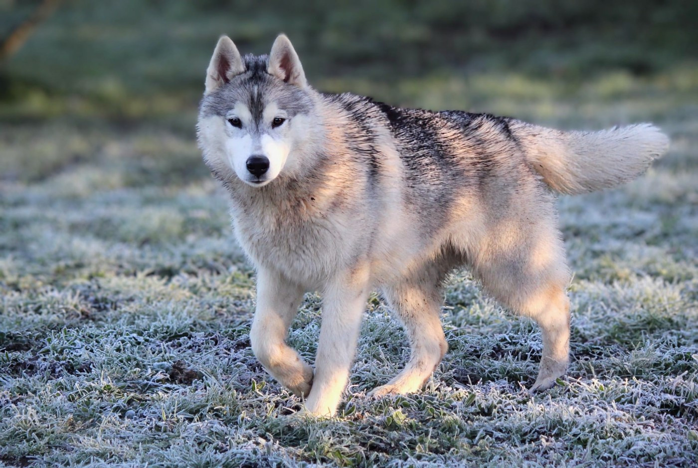 Australe Des Sarmentins