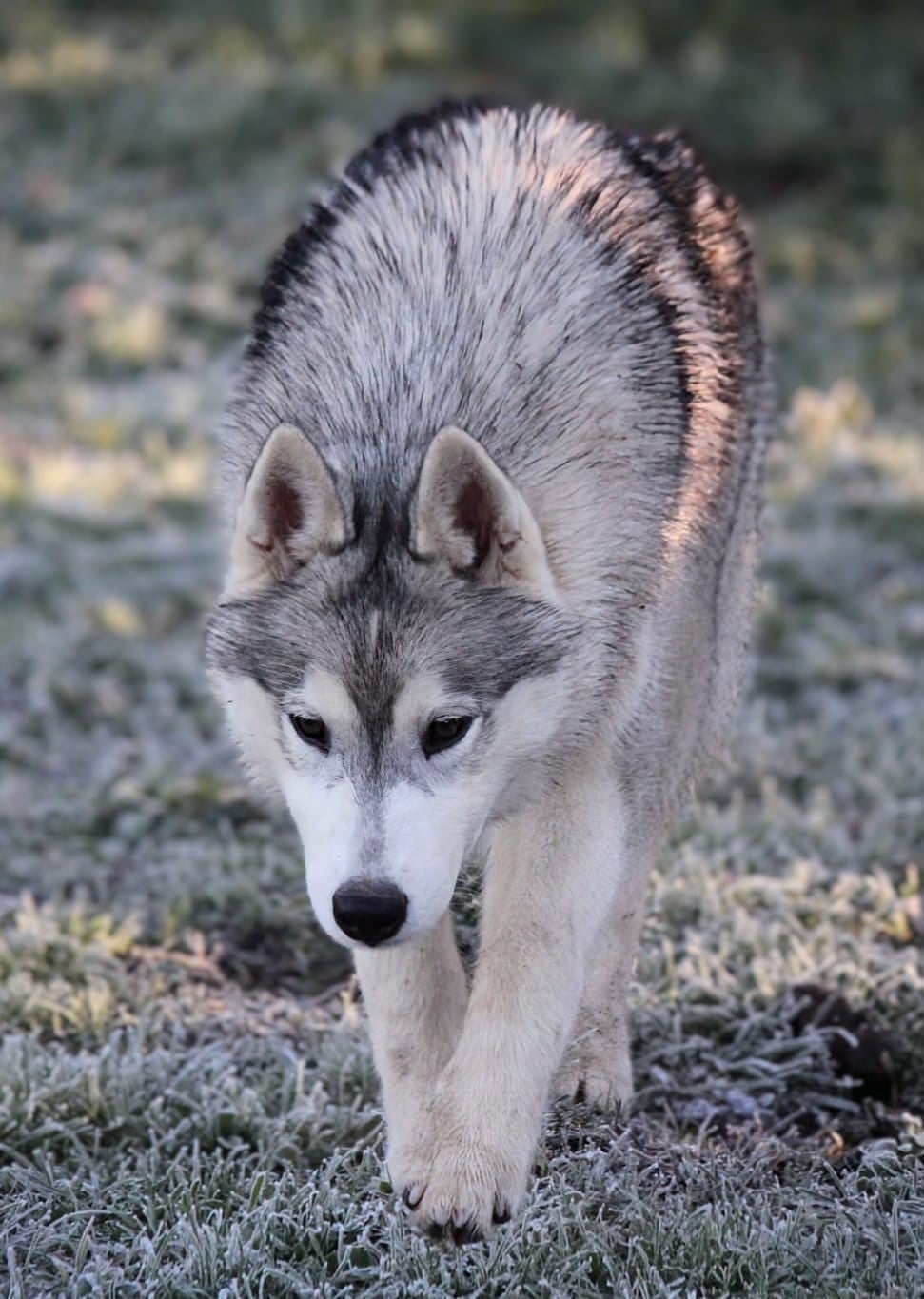 Australe Des Sarmentins