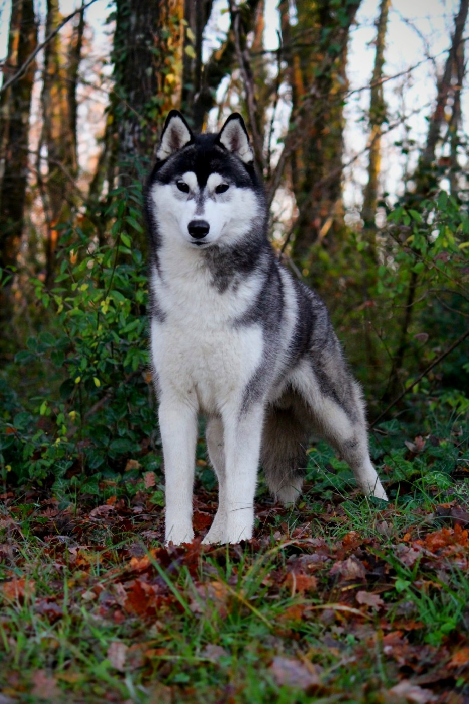 Valiant leif de Daybreak Northern