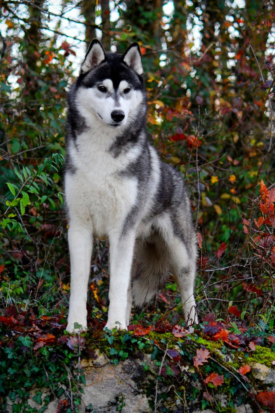 Valiant leif de Daybreak Northern