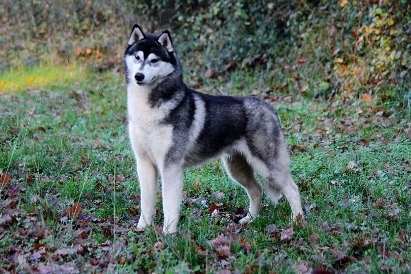 Valiant leif de Daybreak Northern