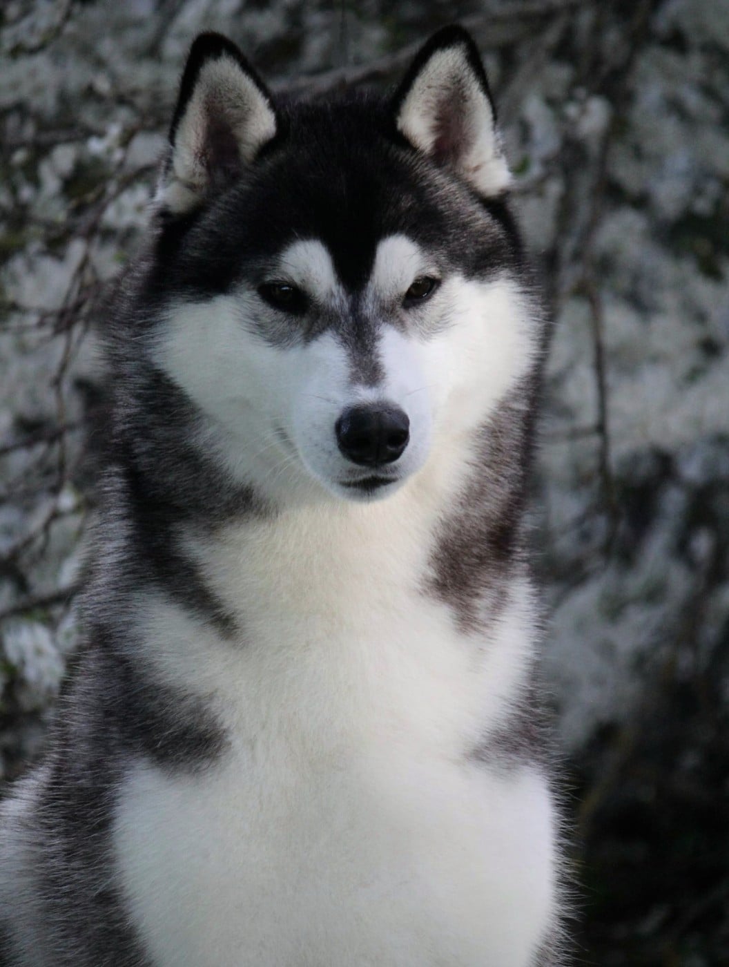 Publication : Des Sarmentins Auteur : SARMENTINS