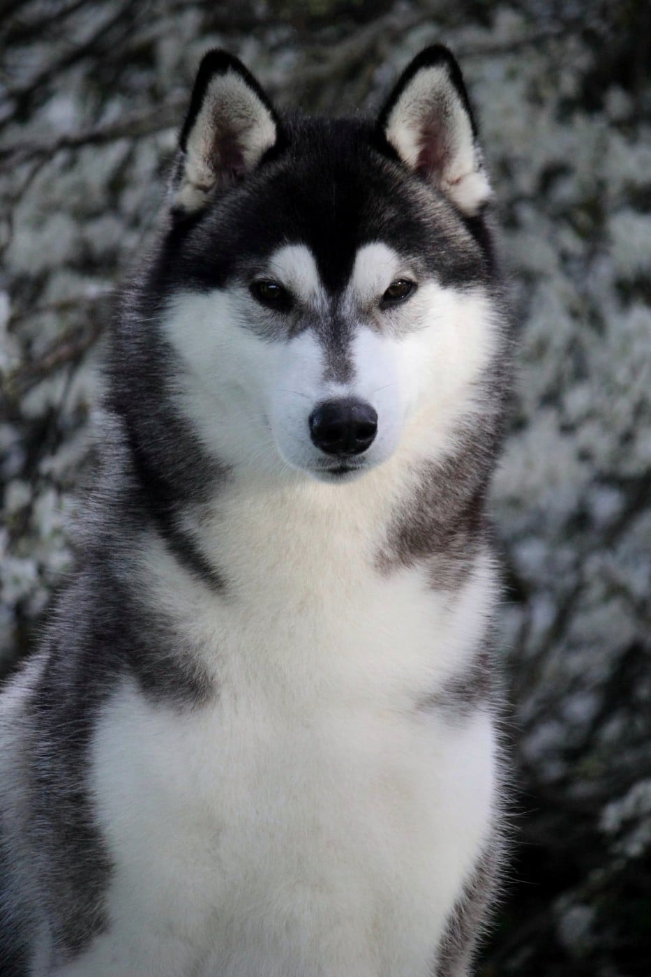 Publication : Des Sarmentins Auteur : SARMENTINS