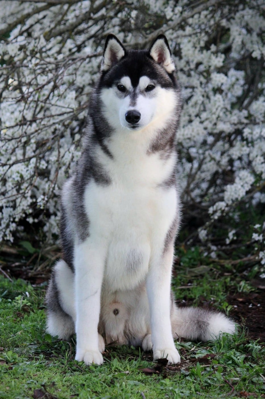 Publication : Des Sarmentins Auteur : SARMENTINS