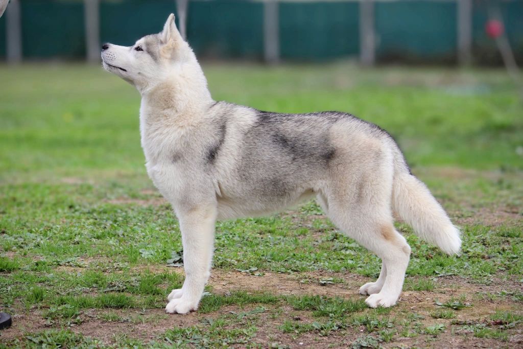 Australe Des Sarmentins