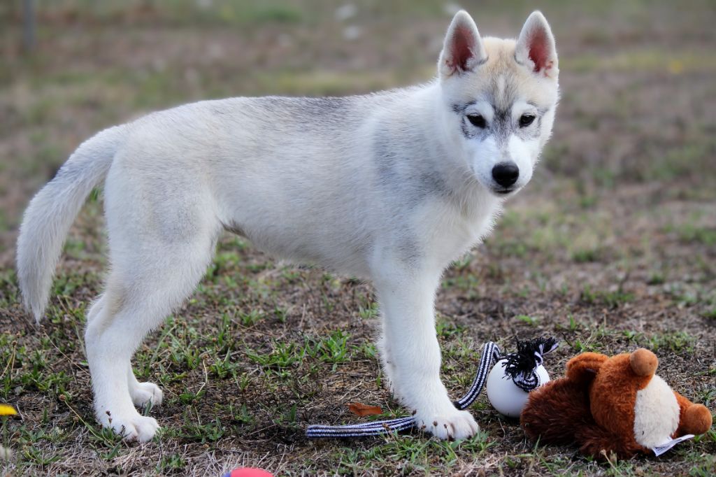 Australe Des Sarmentins