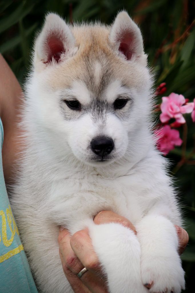 Australe Des Sarmentins