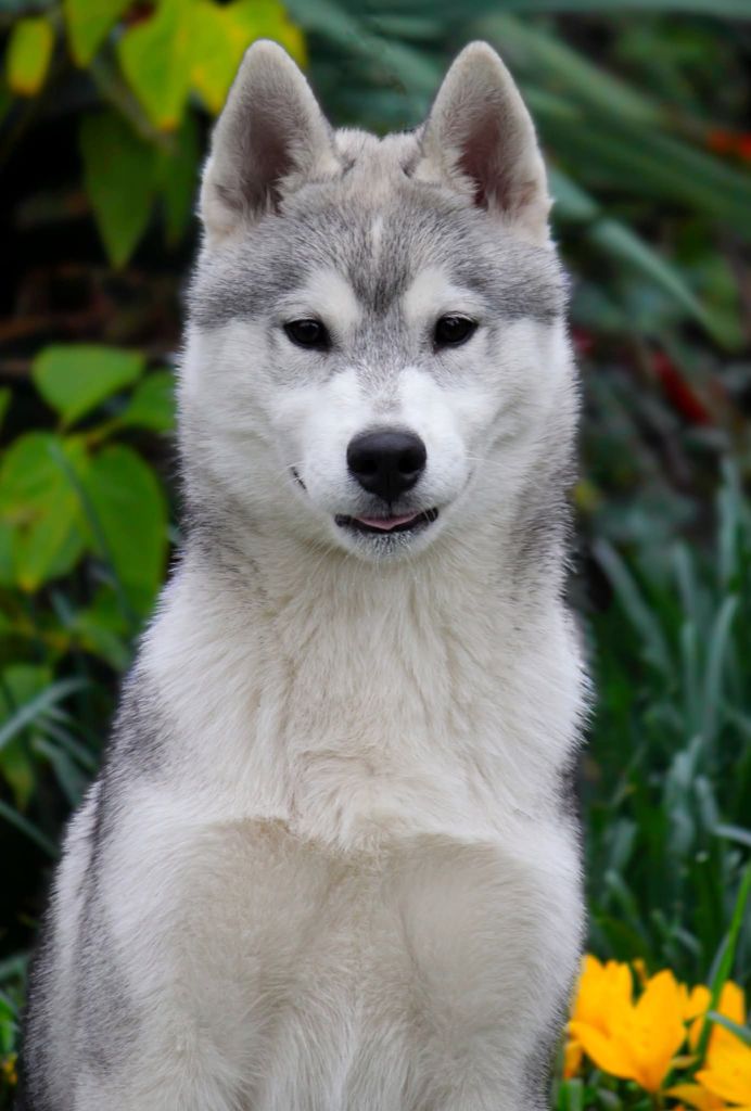 Australe Des Sarmentins