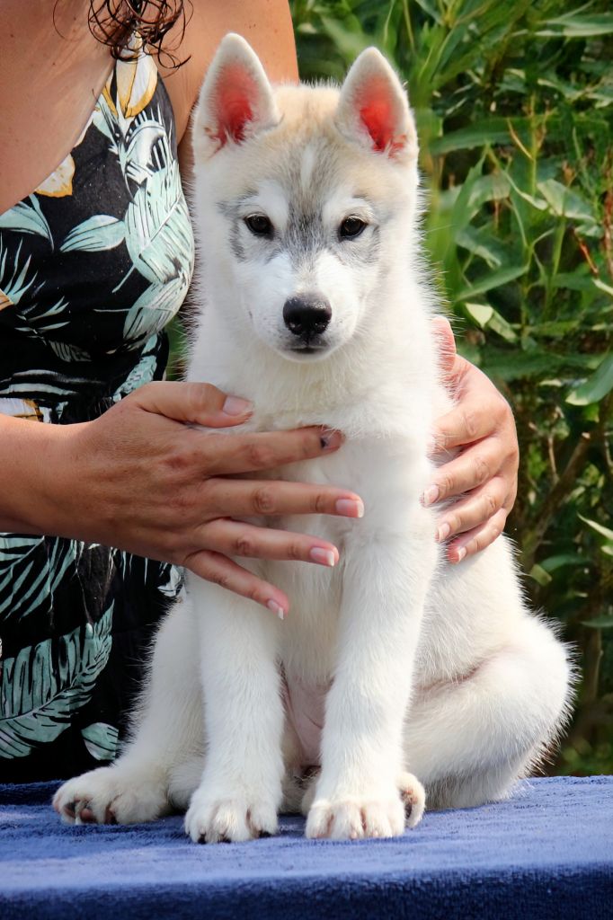 Australe Des Sarmentins