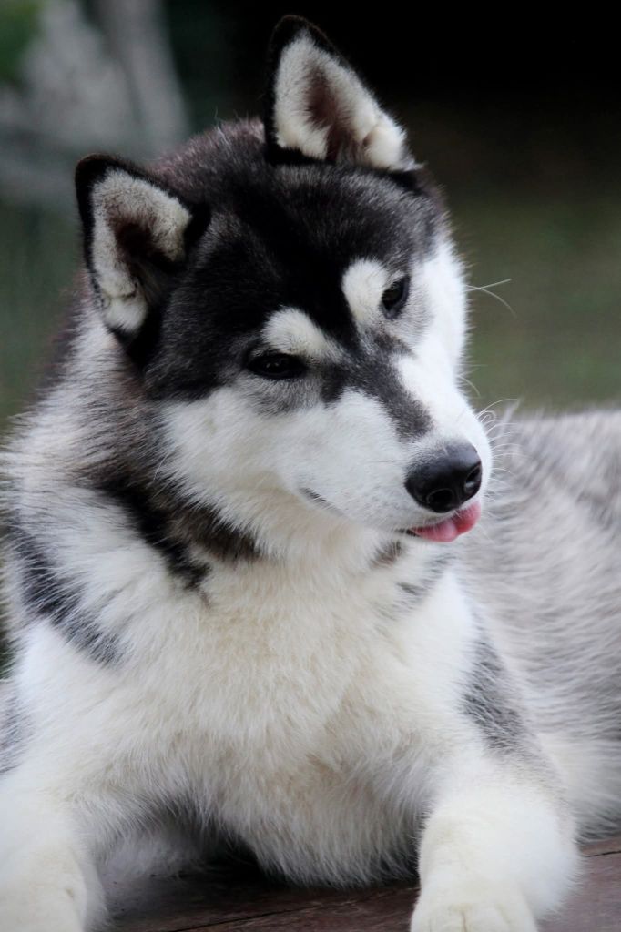 Valiant leif de Daybreak Northern