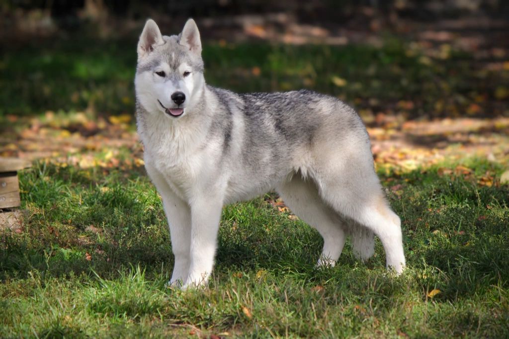 Australe Des Sarmentins