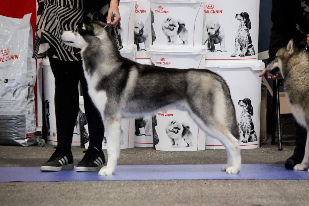 Valiant leif de Daybreak Northern