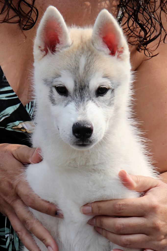 Australe Des Sarmentins