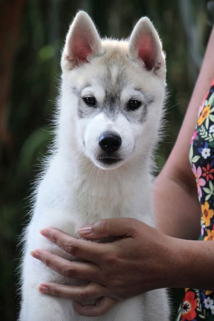 Australe Des Sarmentins