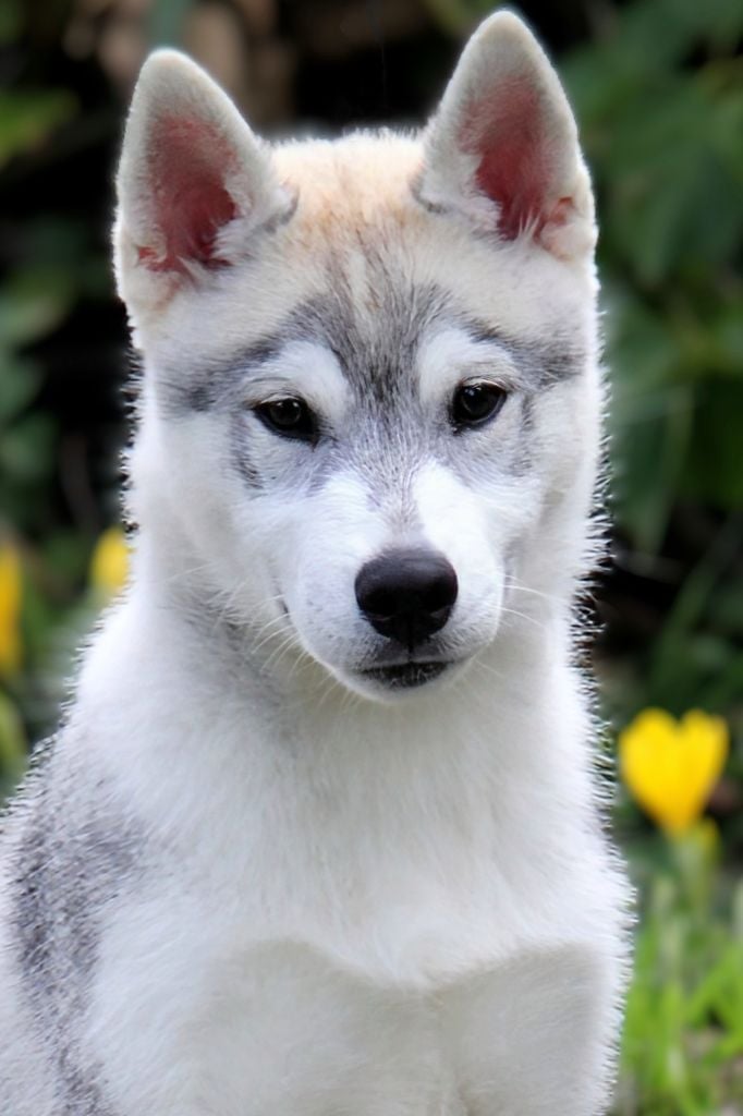 Australe Des Sarmentins