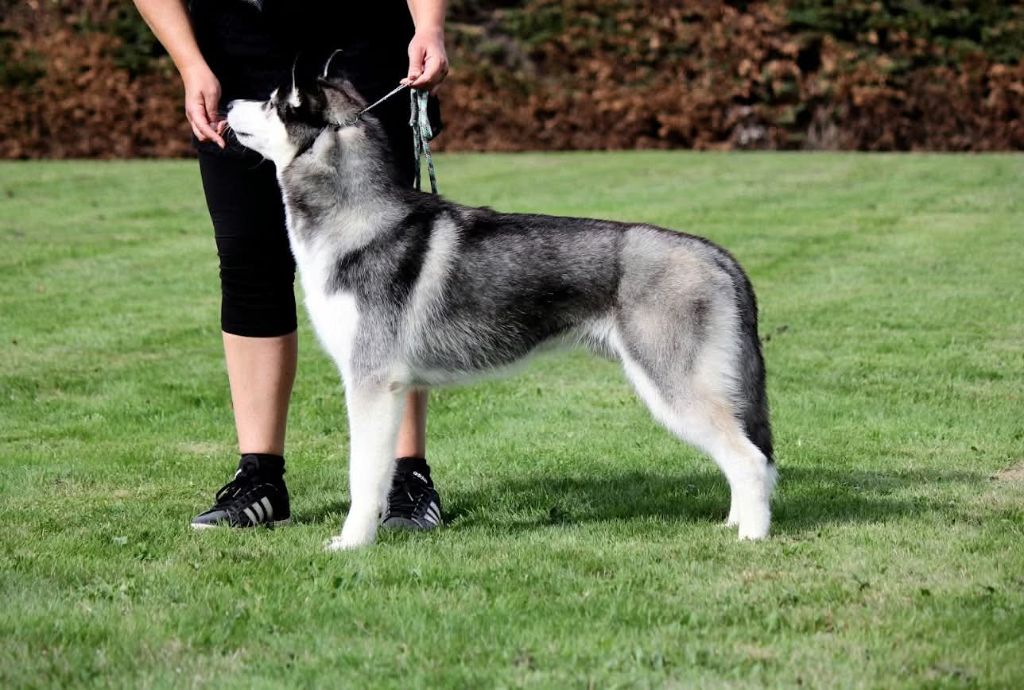 Valiant leif de Daybreak Northern