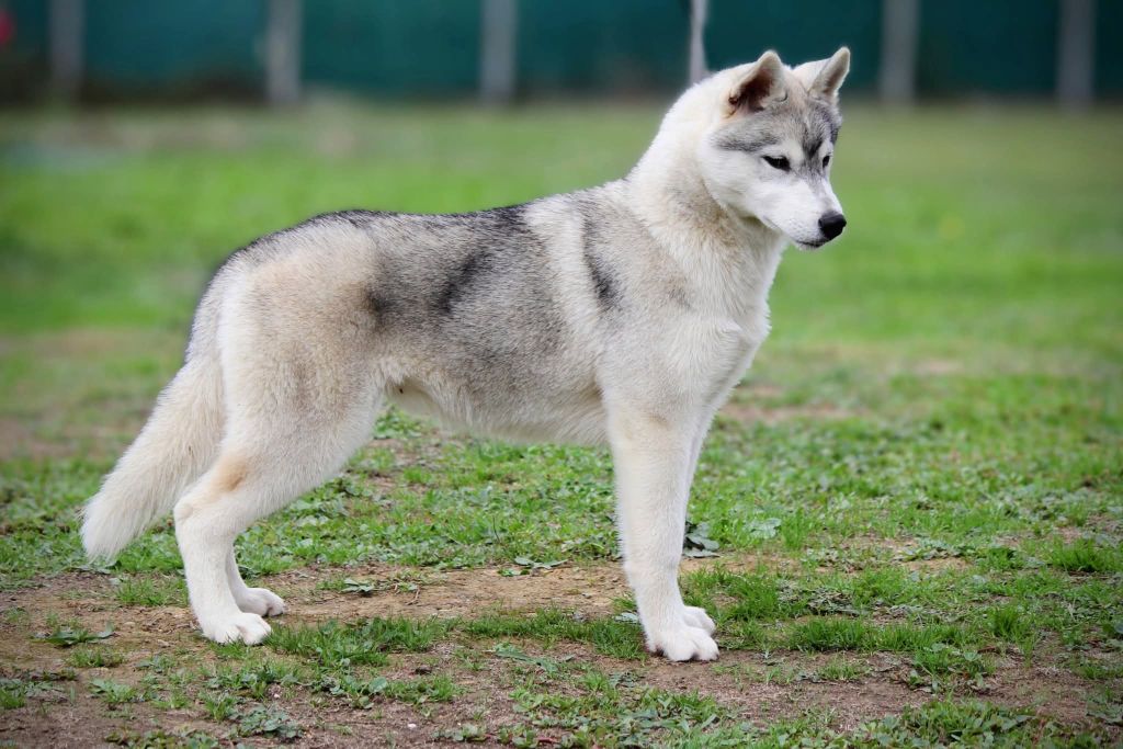 Australe Des Sarmentins