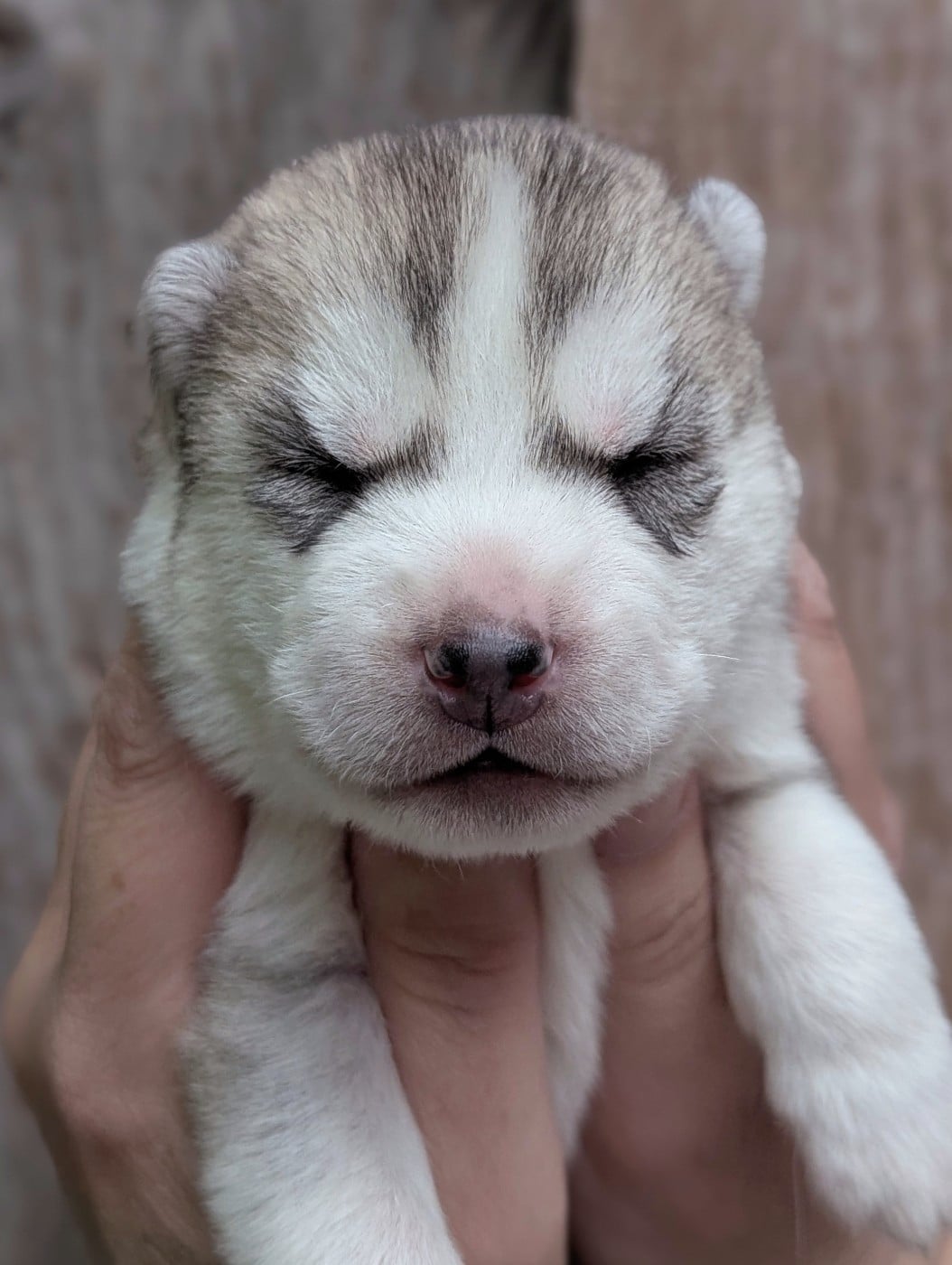 Siberian Husky - Des Sarmentins