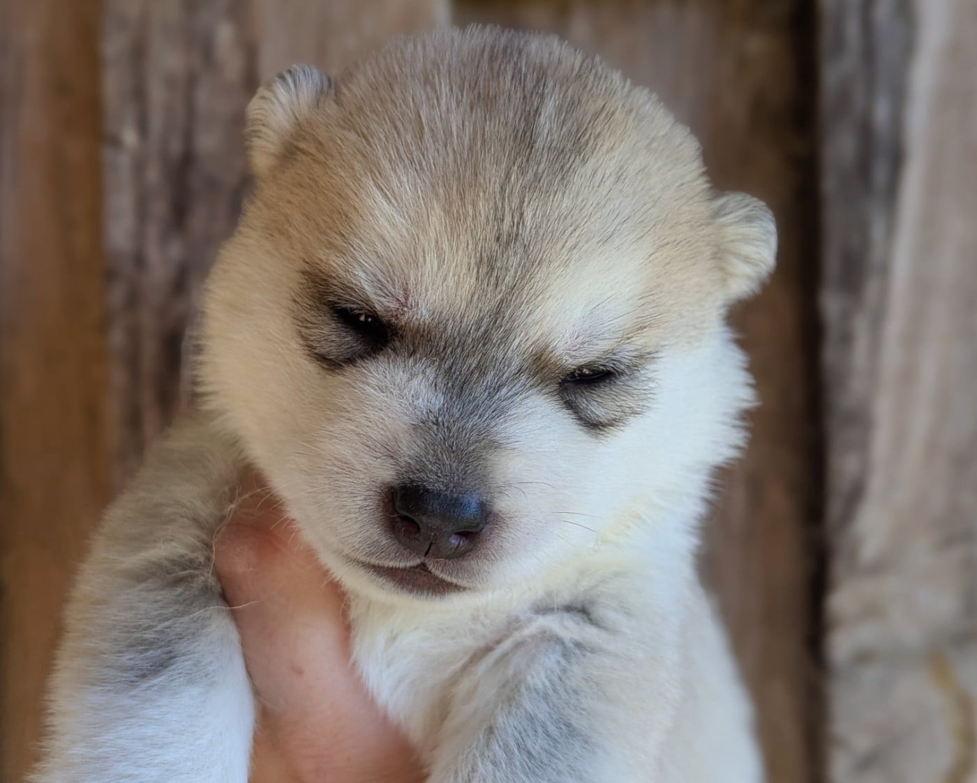 Mâle 3 gris et blanc - Siberian Husky