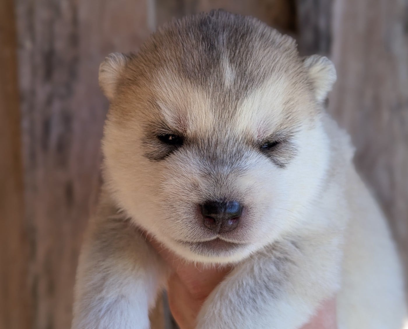Mâle 5 gris et blanc - Siberian Husky