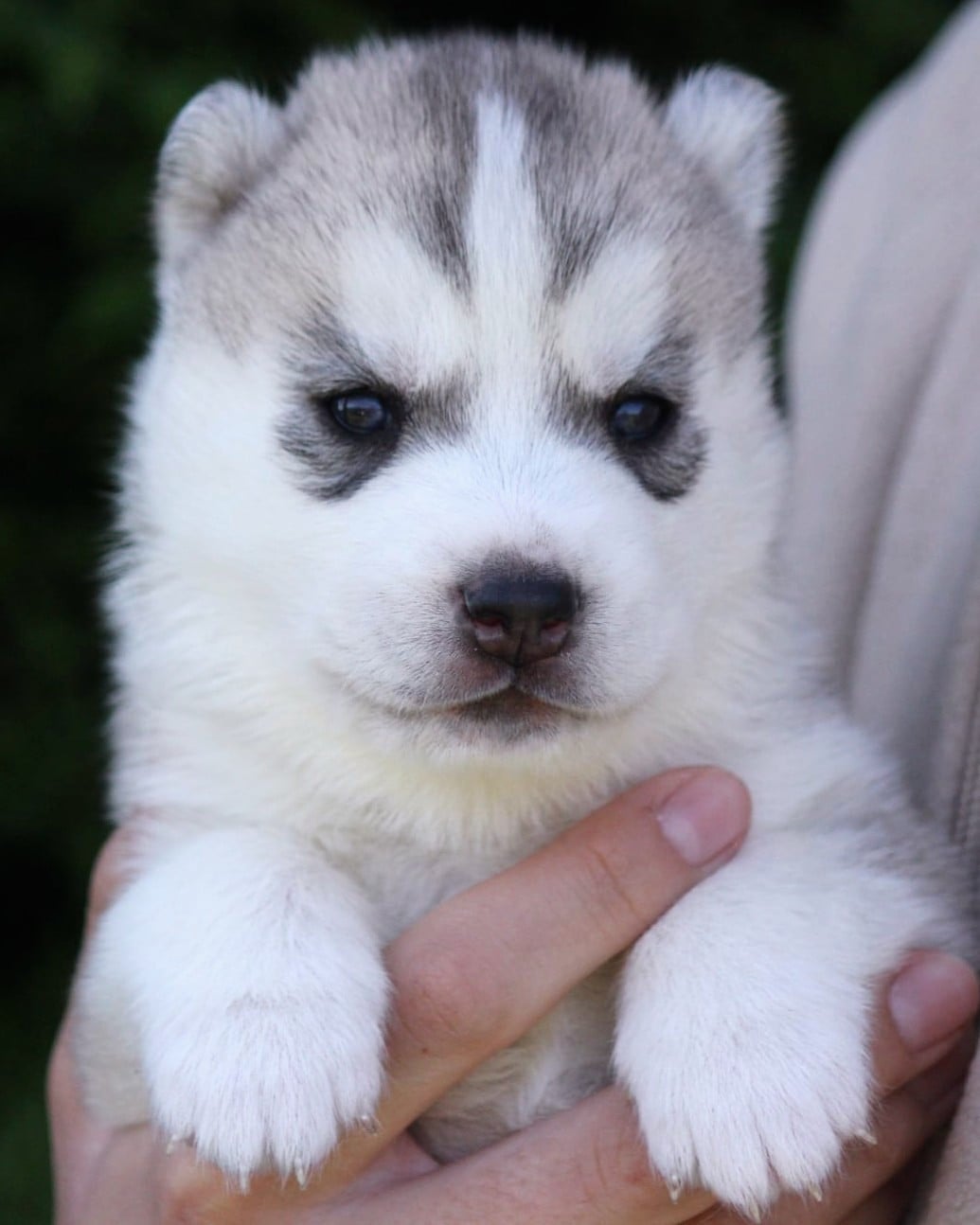 Siberian Husky - Des Sarmentins