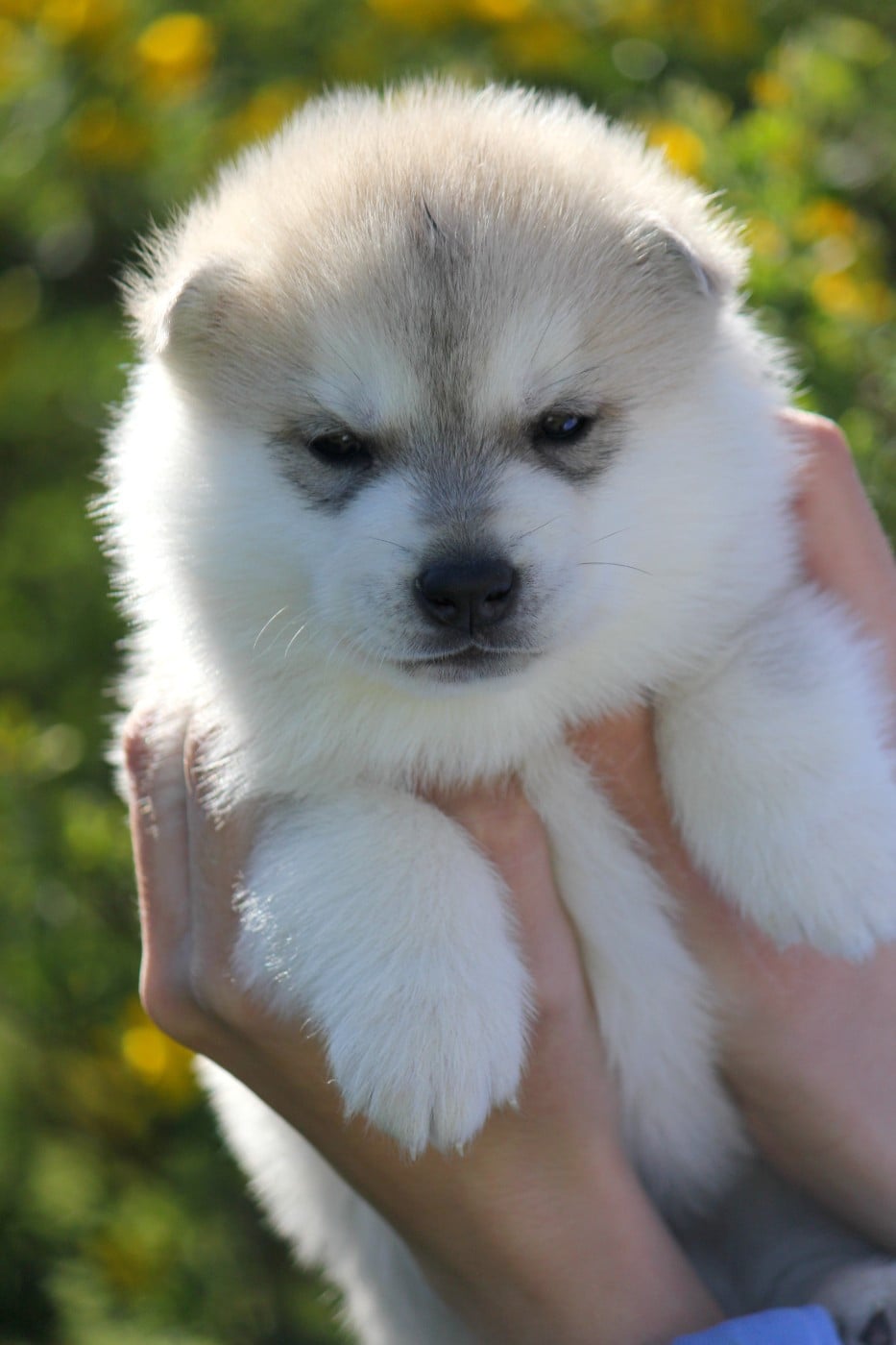 Mâle 3 gris et blanc