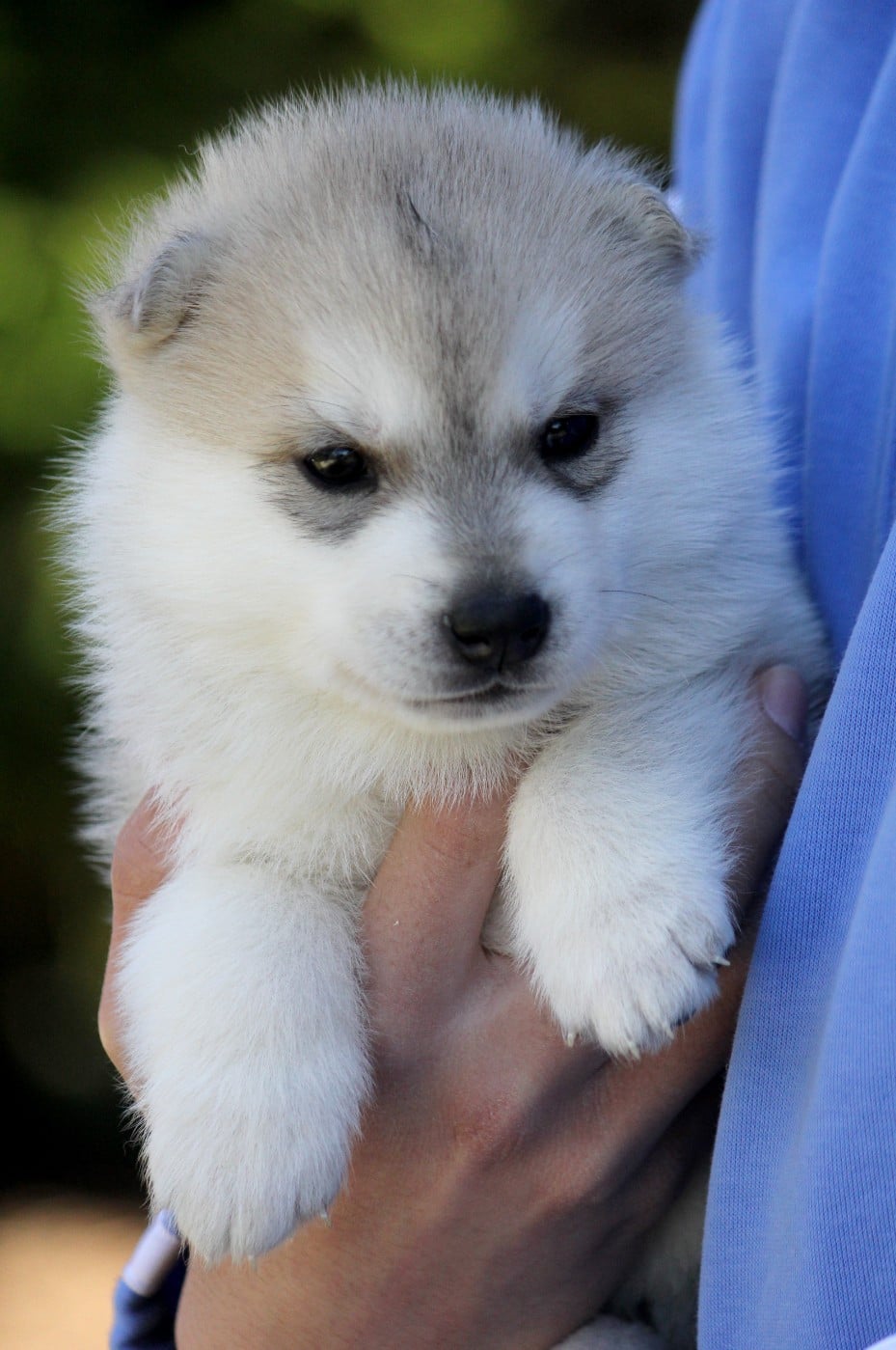 Mâle 3 gris et blanc
