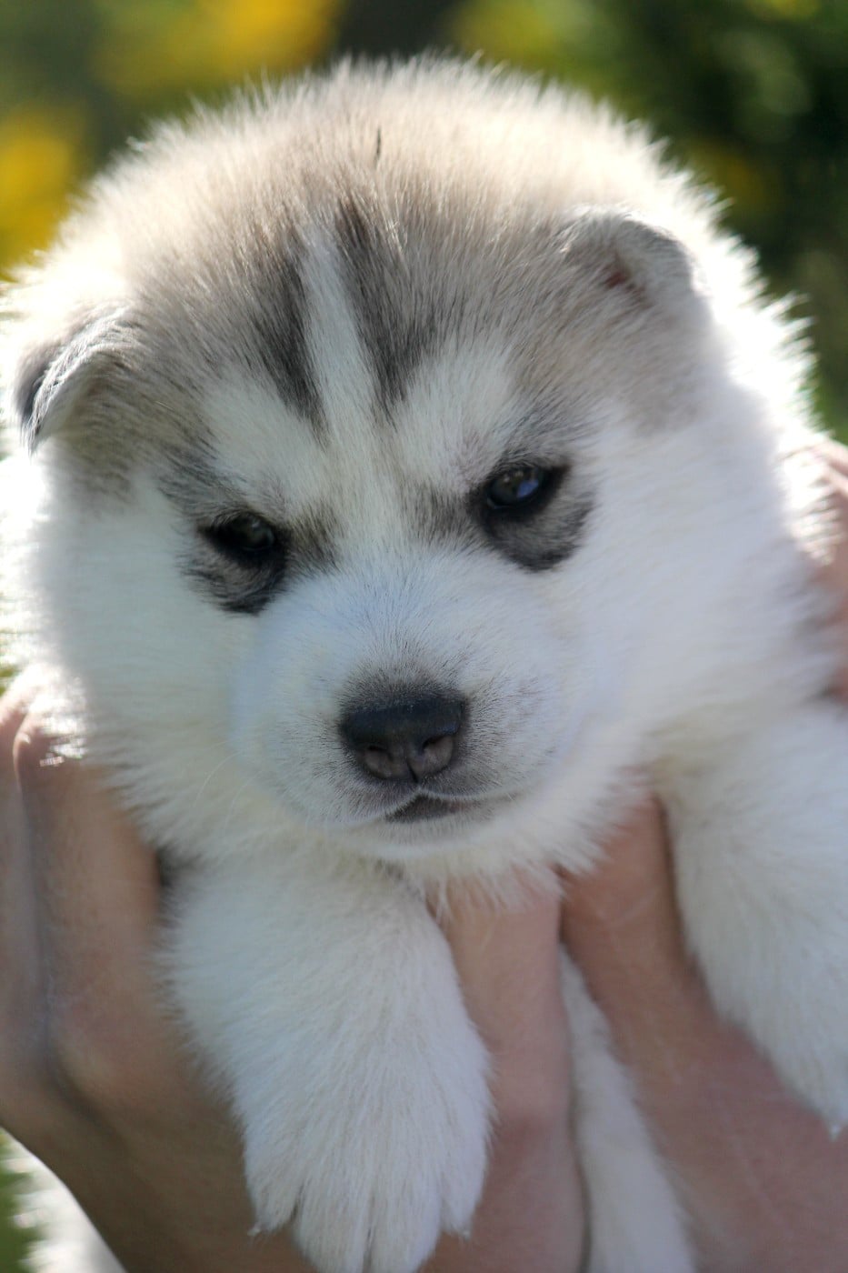 Mâle 1 gris/ yeux marrons clairs