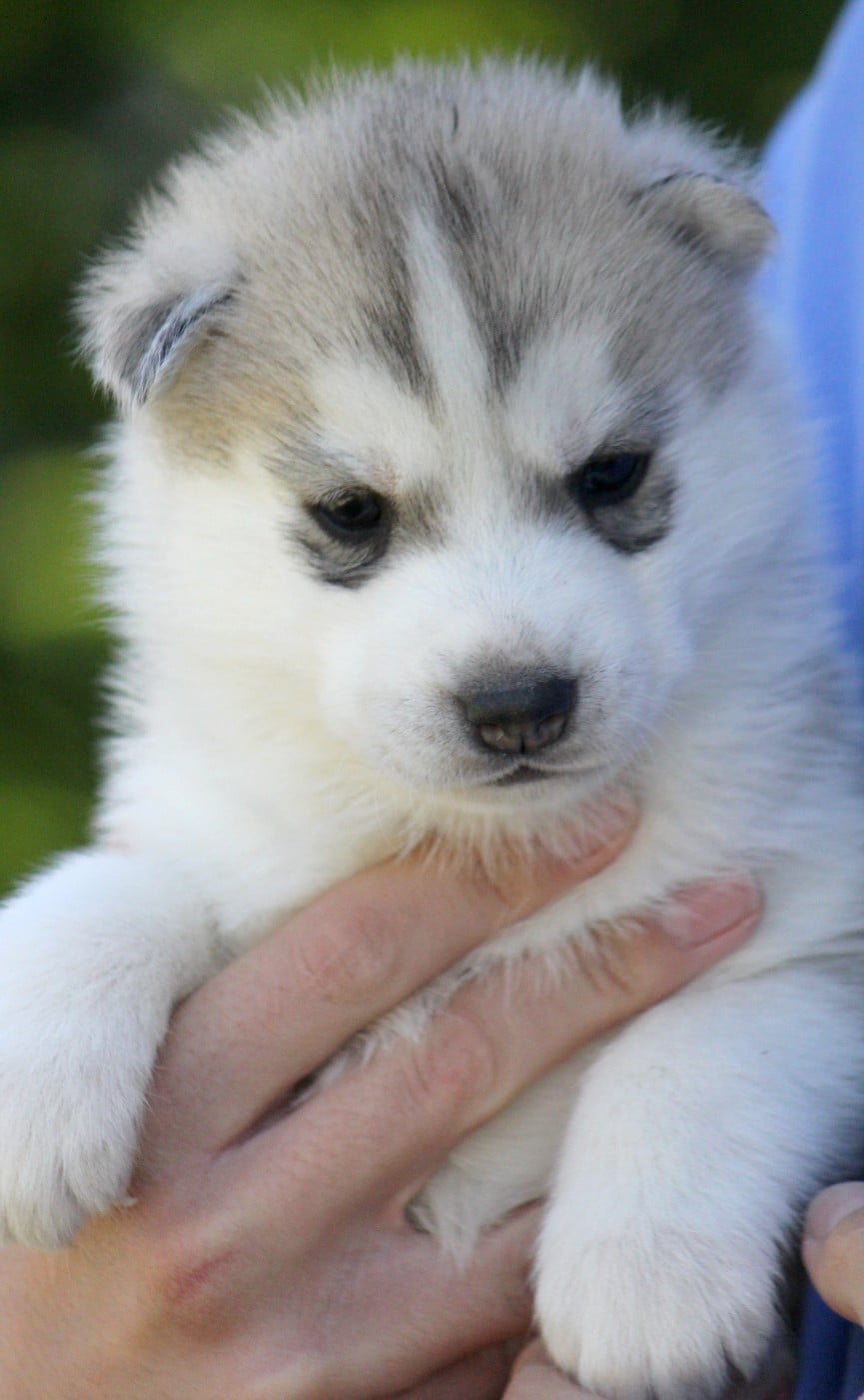 Mâle 1 gris/ yeux marrons clairs