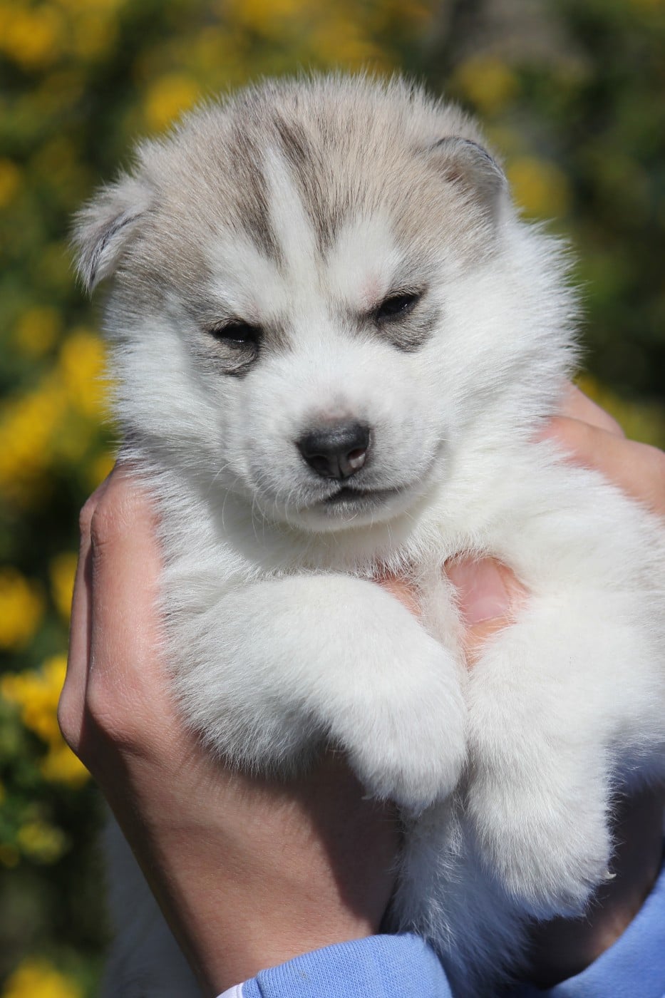 Mâle 1 gris/ yeux marrons clairs